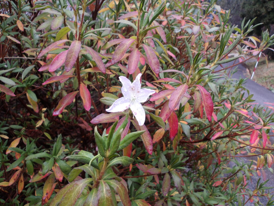 冬花ページ しみずっちの窓から㉙ ～ 冬の花 ～ | 石川県立白山ろく少年自然の家